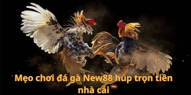 Mẹo chơi đá gà New88 húp trọn tiền nhà cái