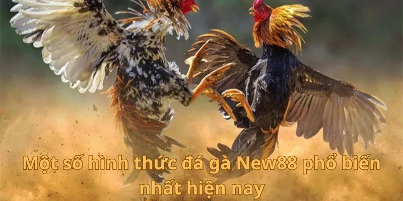 Một số hình thức đá gà New88 phổ biến nhất hiện nay