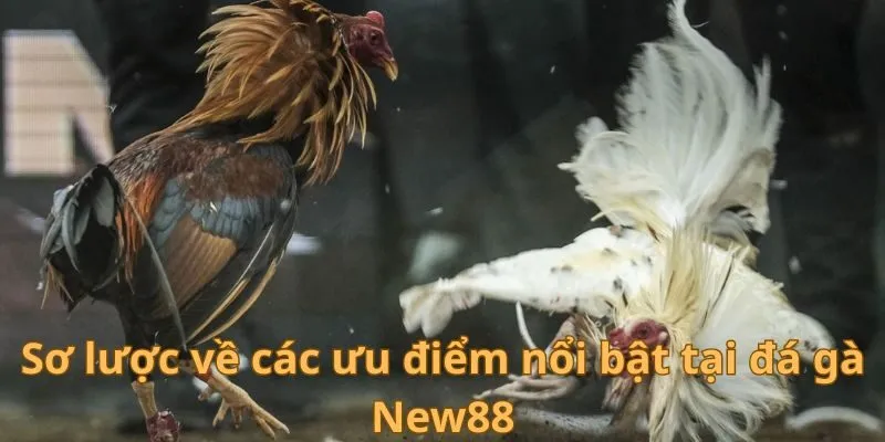Sơ lược về các ưu điểm nổi bật tại đá gà New88